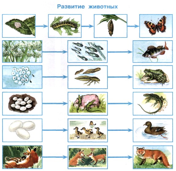 Животные Фото Страница